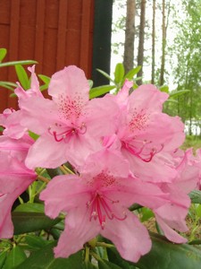 12 blühender Rododendron