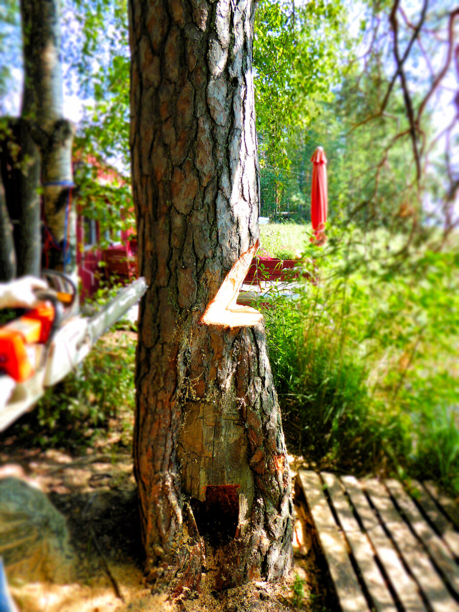 Der Fallkerb am zu fällenden Baum ist geschnitten