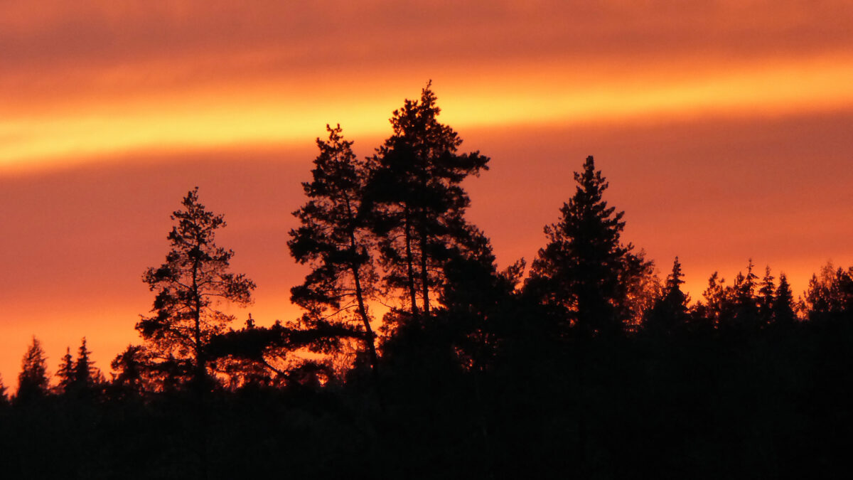 Roter Himmel nach Sonnenuntergang mit dunklen Bäumen im Vordergrund