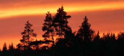Roter Himmel nach Sonnenuntergang mit dunklen Bäumen im Vordergrund