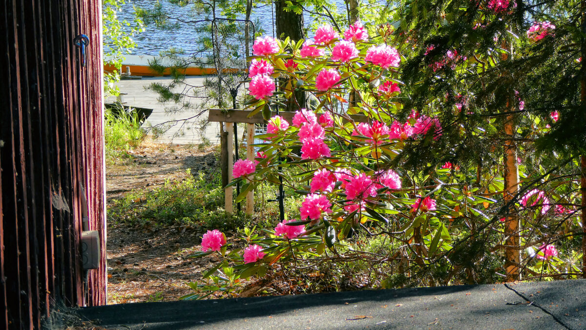 Ein Rhododendron in voller Blüte