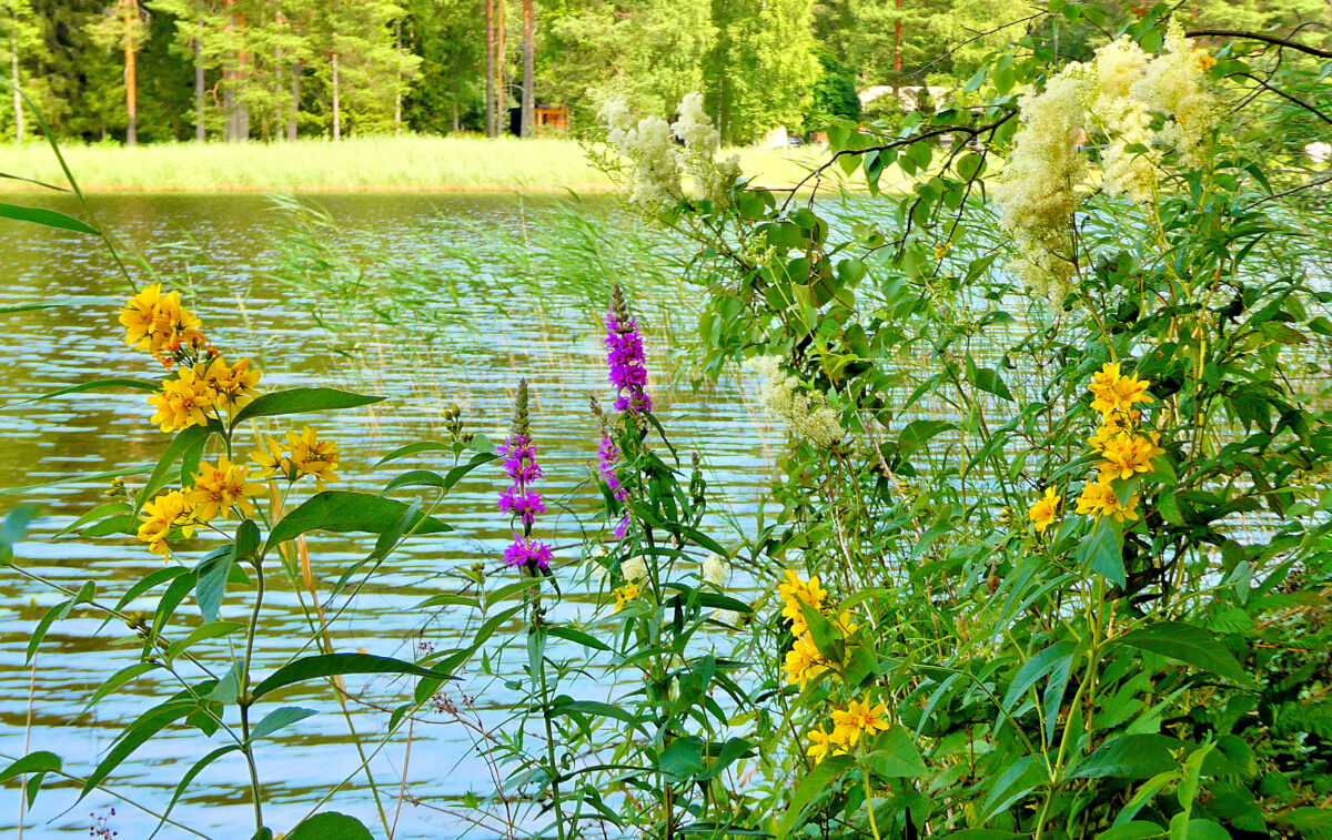 Bunte Blüten