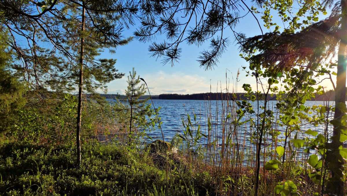 Blick durch den Ufersaum auf den See