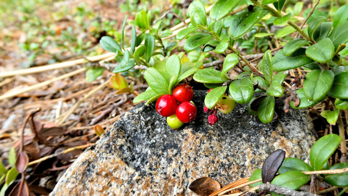 Preiselbeeren