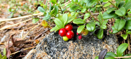 Preiselbeeren